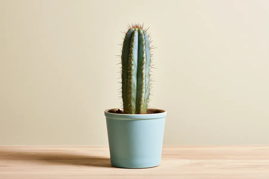 Potted cactus illustrating larger requests of $3,000 – $5,000 for installment loans — Happy Money personal loans.