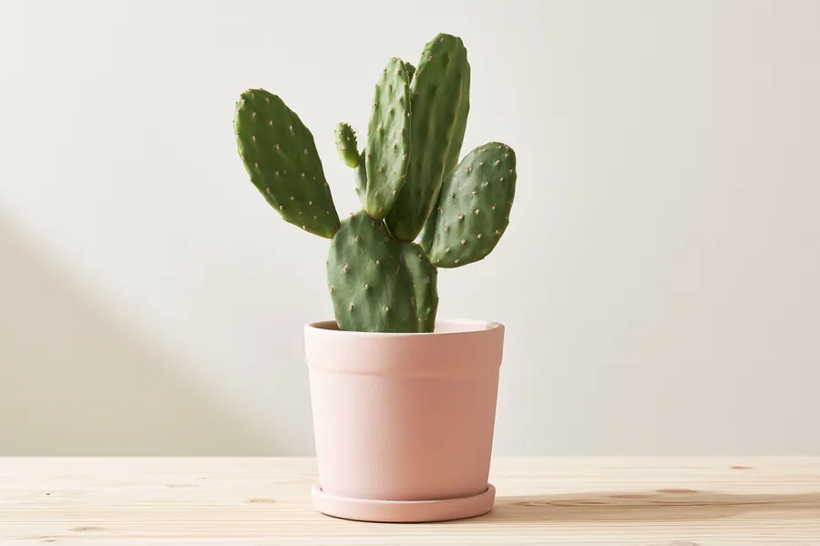 Potted cactus illustrating mid-size requests of $1,500 – $3,000 for installment loans — Happy Money personal loans.